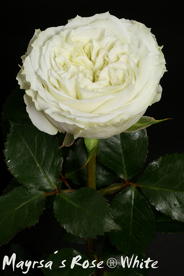 Mayrsa´s Rose ® White
