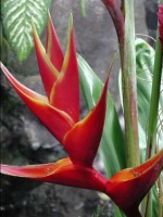 heliconia