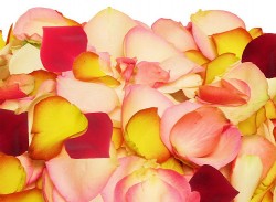 petales-rose-frais-11